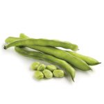 Broad Bean