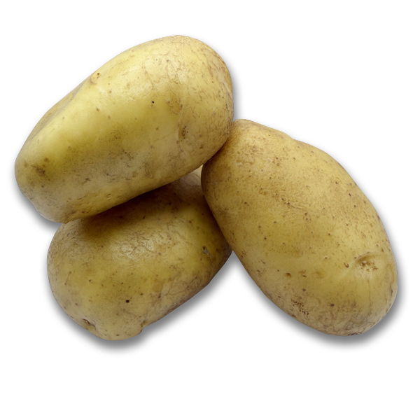 Pomme de terre Agria